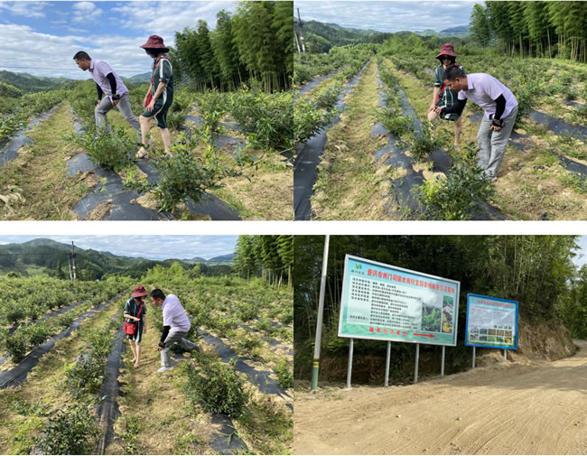 資興州門司水南村藤茶基地